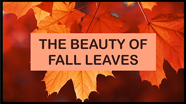 YRC DIY - The Beauty of Fall Leaves